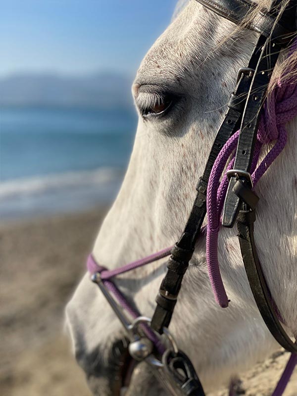 Gita a Cavallo Savona